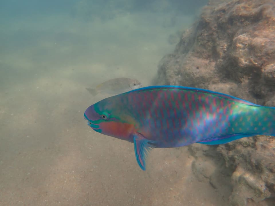 Sport & Freizeit Pickalbatros Citadel Resort