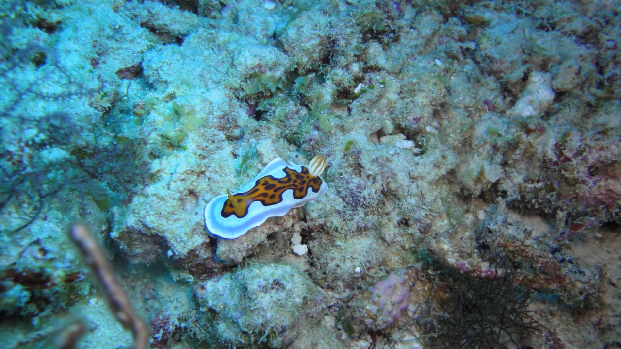 Nacktschnecke Outrigger Maldives Maafushivaru Resort