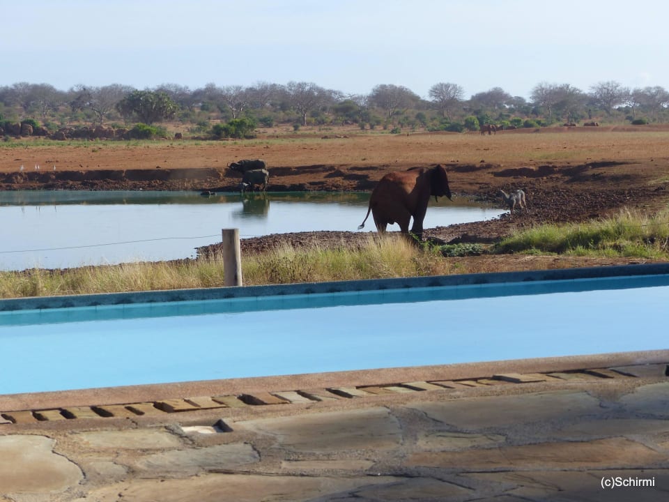 Pool mit Aussicht Voi Wildlife Lodge