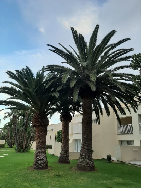 Gartenanlage Hotel Riu Oliva Beach - Hotel