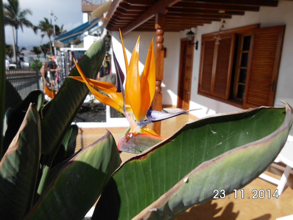 Strelizien Hotel Hyde Park Lane