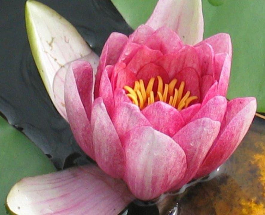 Garten mit Biotop Landpension Köberl