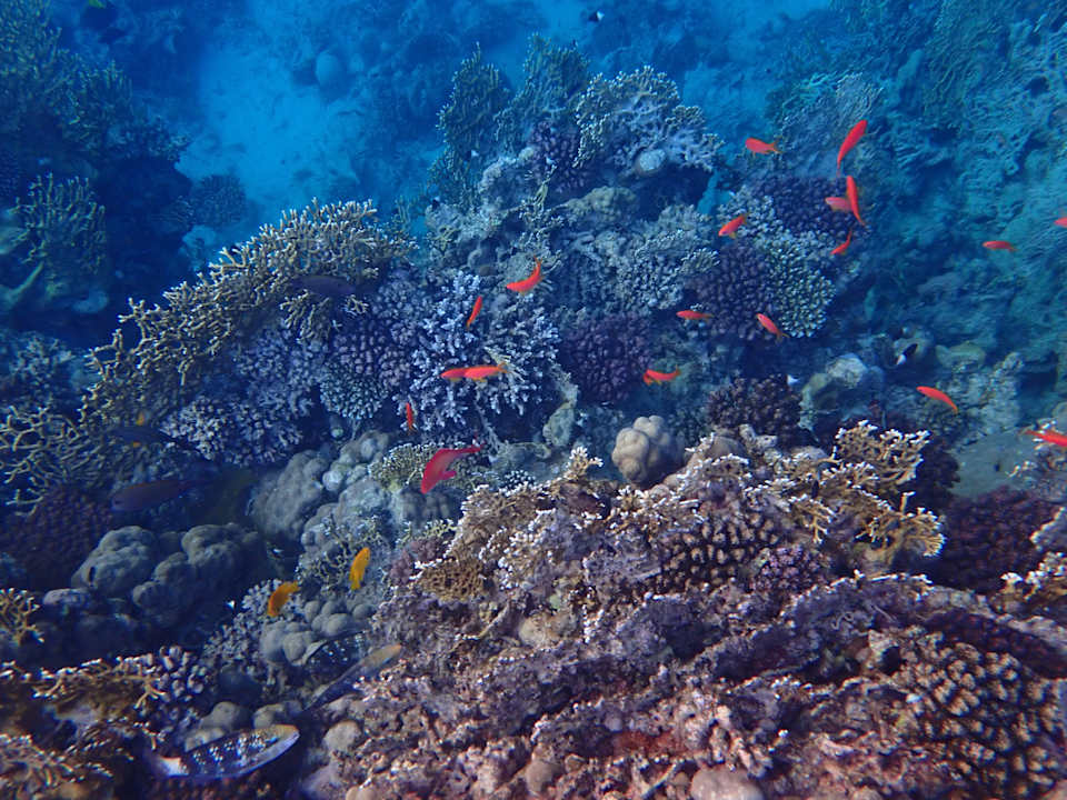 Strand Mövenpick Resort El Quseir