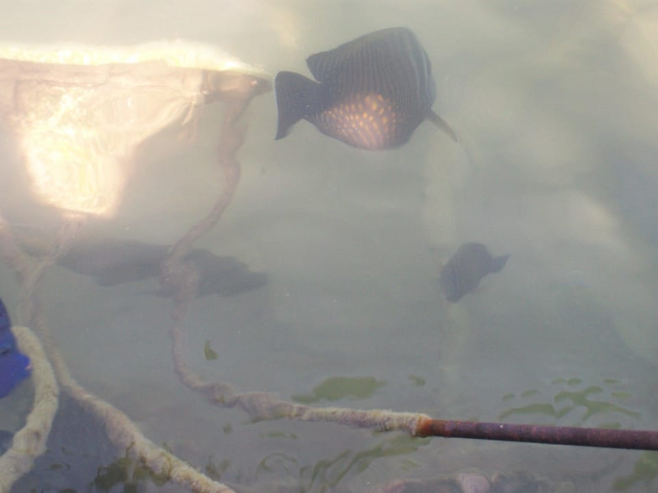 Fische in der Lagune Pickalbatros Dana Beach Resort - Hurghada