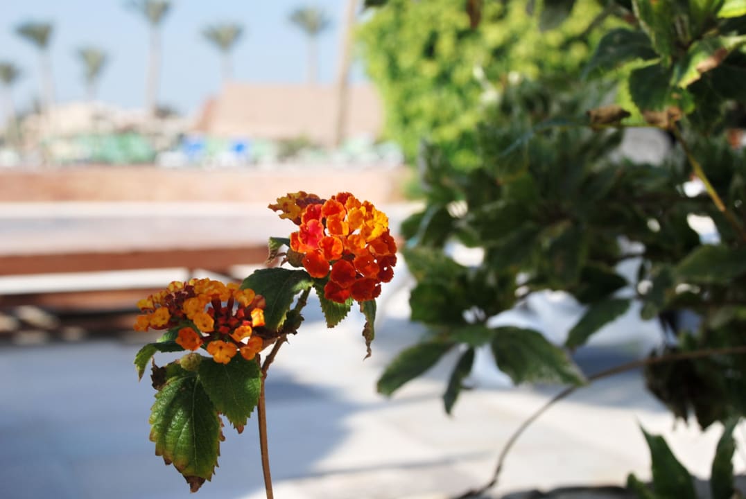 Такой вид на бассейн Panorama Bungalows Resort El Gouna