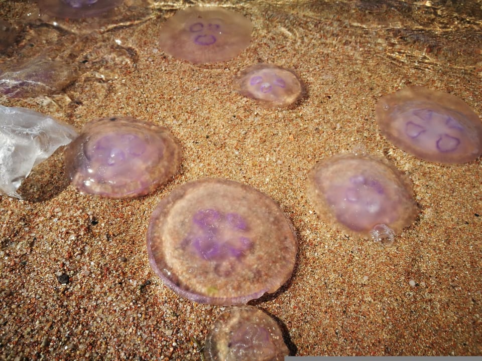 Sonstiges Desert Rose