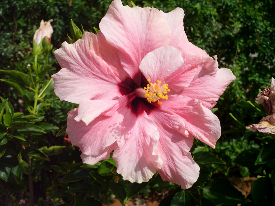 Gartenanlage Three Corners Equinox Beach Resort