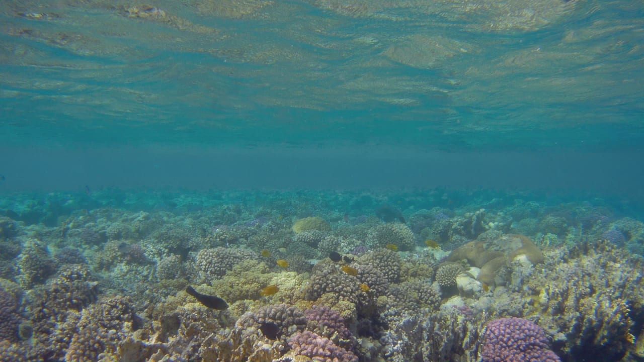 Sport & Freizeit Hotel Gorgonia Beach Resort