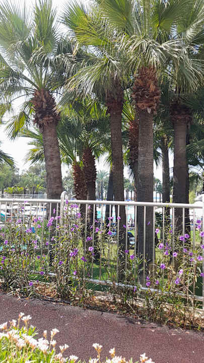 Gartenanlage Monachus Family Resort Sorgun