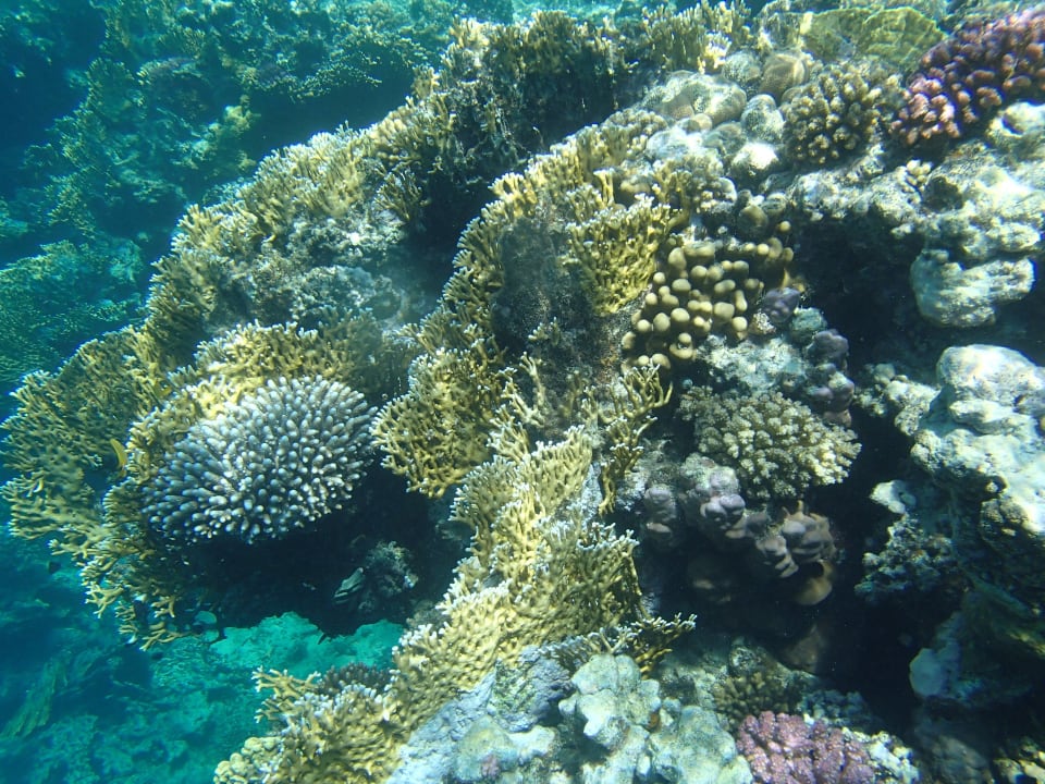 Gut erhaltene Unterwasserwelt Steigenberger Coraya Beach - Adults only