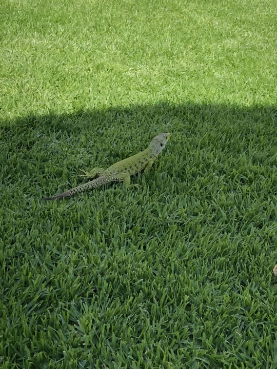 Gartenanlage Hotel Playa de la Luz