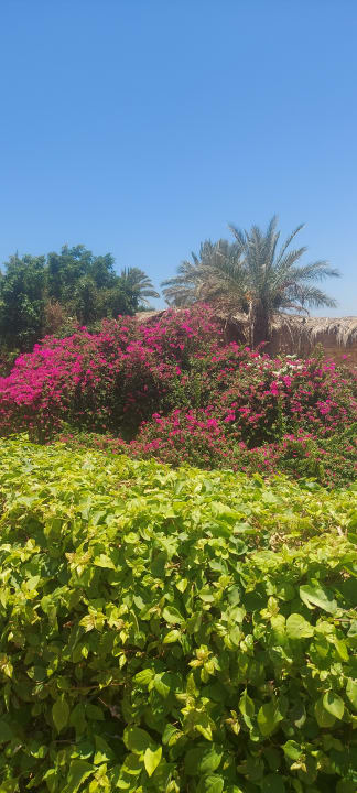 Gartenanlage Fort Arabesque Resort, Spa & Villas