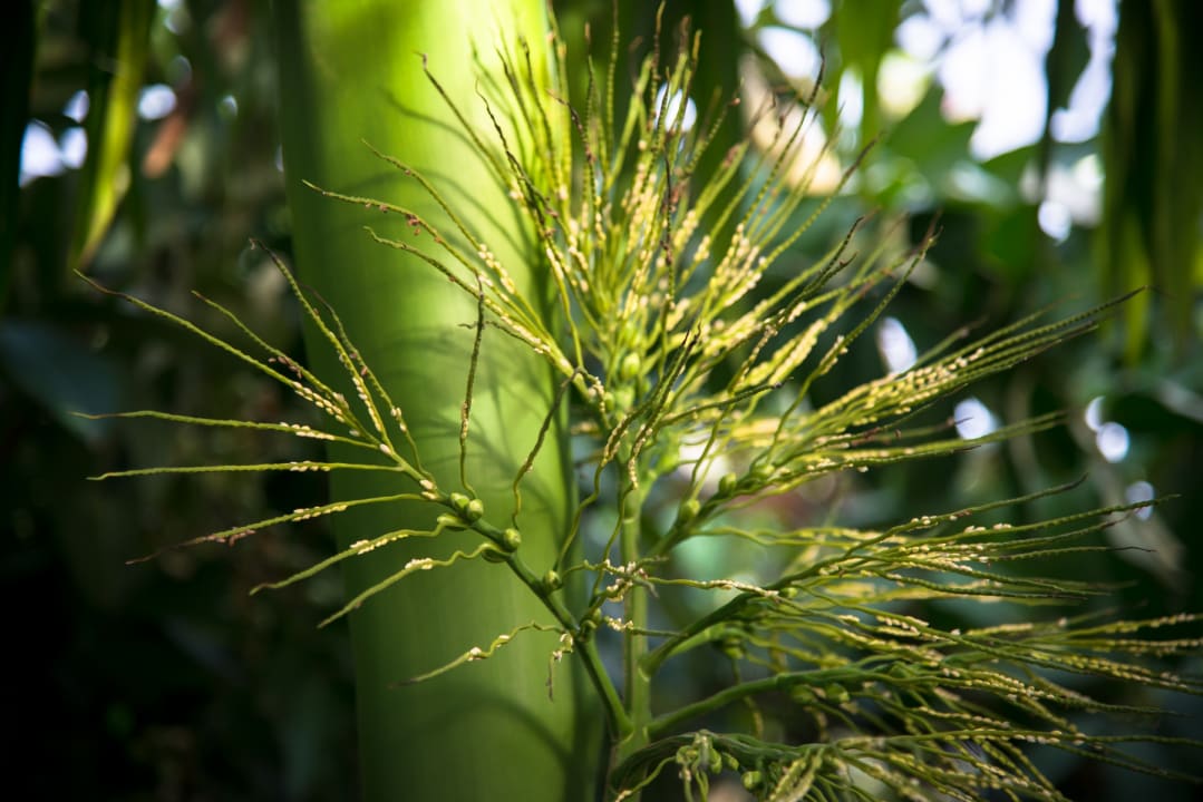 Gartenanlage Sokkhak Boutique Resort