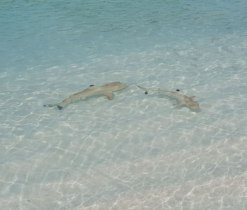 Strand Meeru Maldives Resort Island