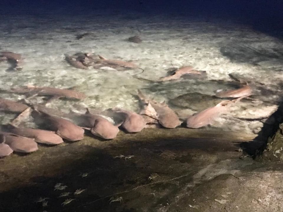 Außenansicht Plumeria Maldives