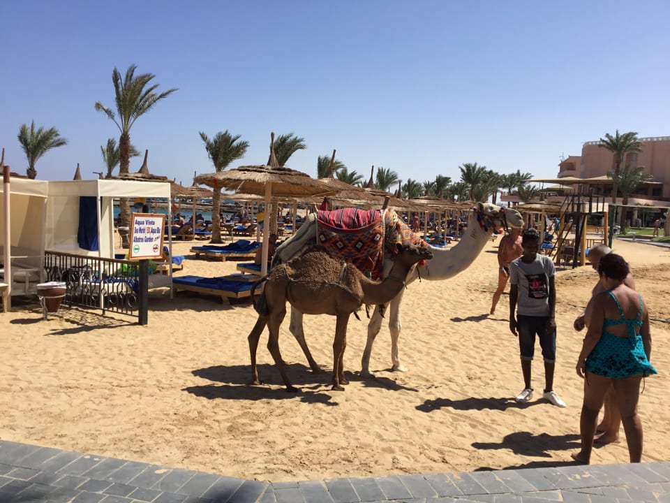 Strand Pickalbatros Aqua Vista Resort - Hurghada