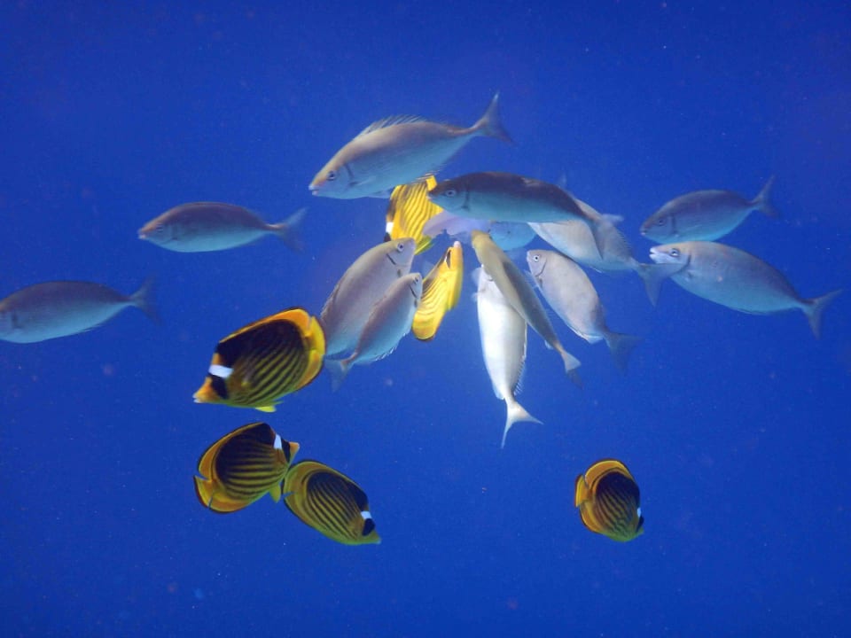 Schnorcheln Safaga Hotel Coral Garden