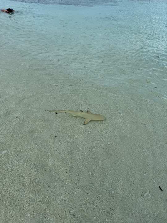 Strand Jawakara Islands Maldives