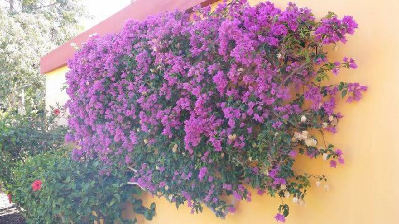 Tolle Farben Artemisa Gay Bungalows