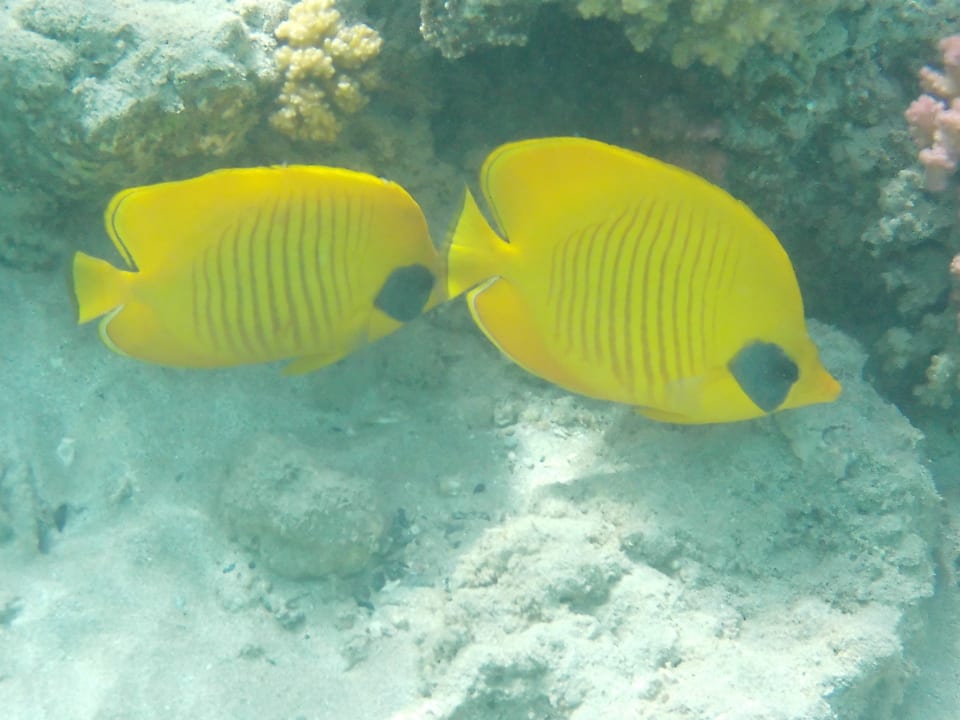 Strand Hilton Marsa Alam Nubian Resort