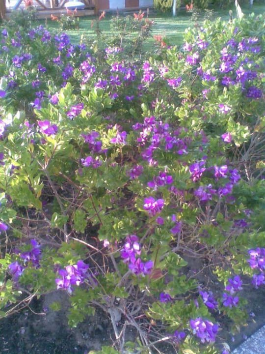 Garten Voyage Belek Golf & Spa