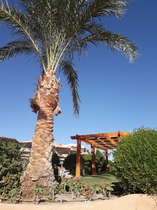 Gartenanlage Prima Life Makadi Resort