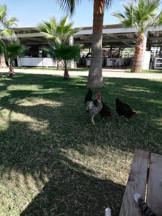 Gastro Sultan of Dreams Hotel & Spa