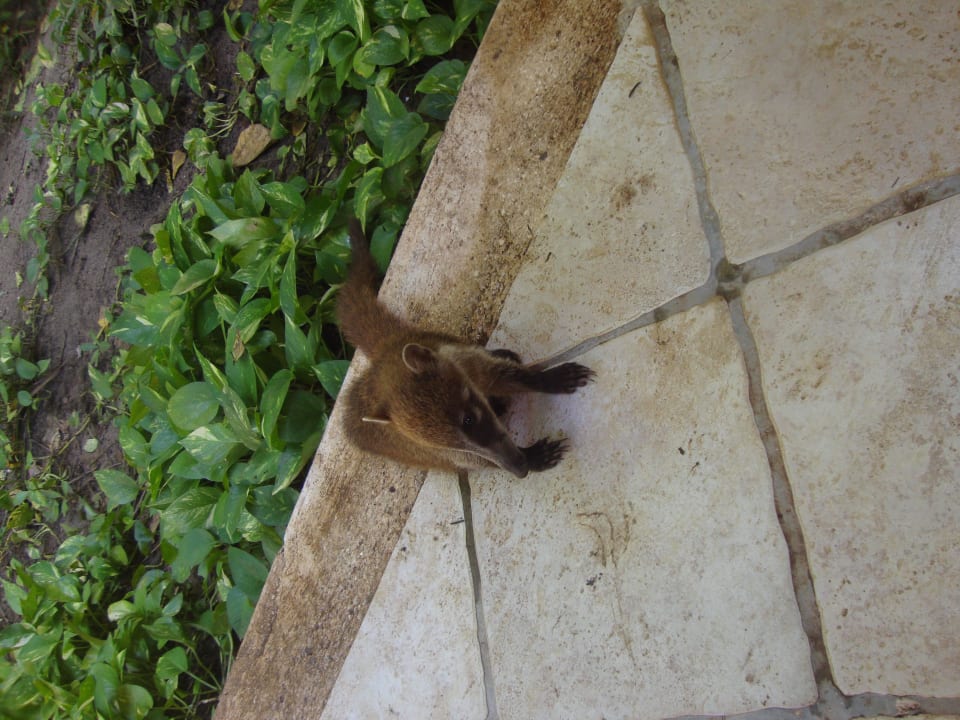 Hotel Catalonia Playa Maroma Catalonia Playa Maroma