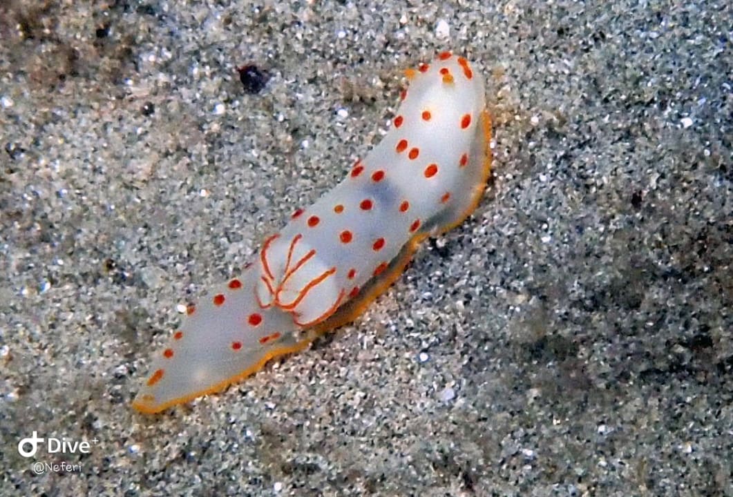 Sport & Freizeit Lahami Bay Beach Resort