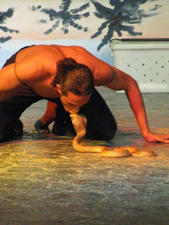 Кобра-шоу Pickalbatros Alf Leila Wa Leila Resort - Neverland Hurghada