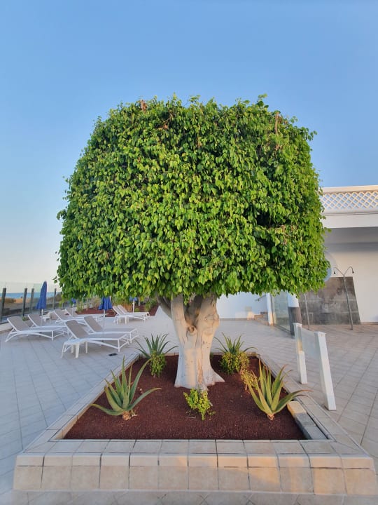 Gartenanlage Hotel Las Costas