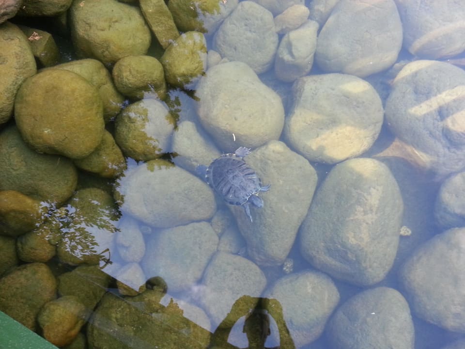 Das Hotel ist sehr Tierfreundlich Labranda Alantur Resort