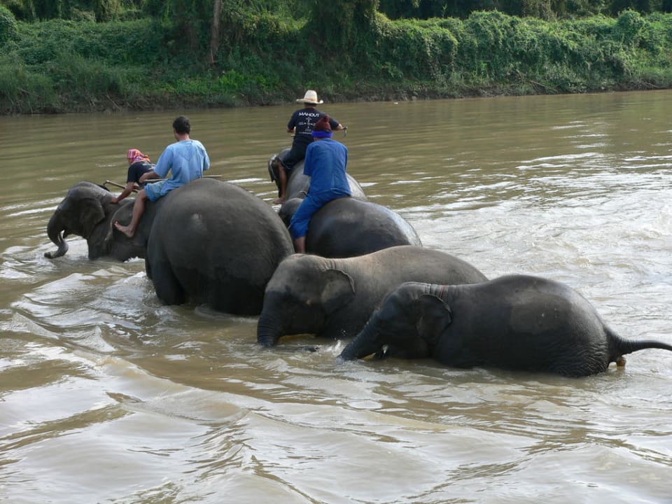 Elefanten beim Bad im Fluss Anantara Golden Triangle Elephant Camp & Resort