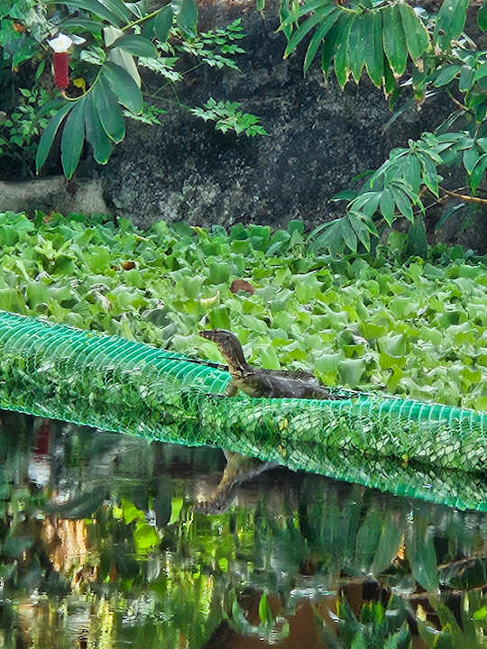 Gartenanlage Khao Lak Merlin Resort