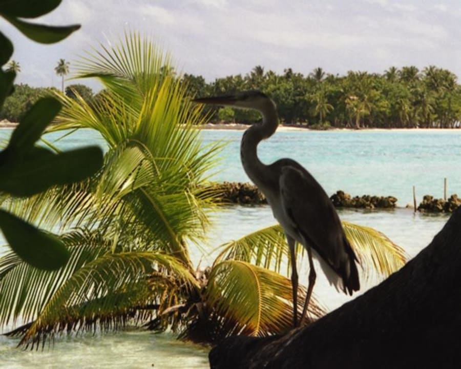 Natur Meeru Maldives Resort Island