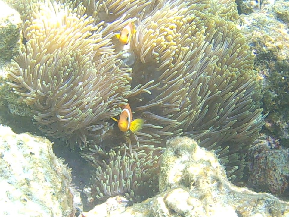 Sonstiges LUX South Ari Atoll