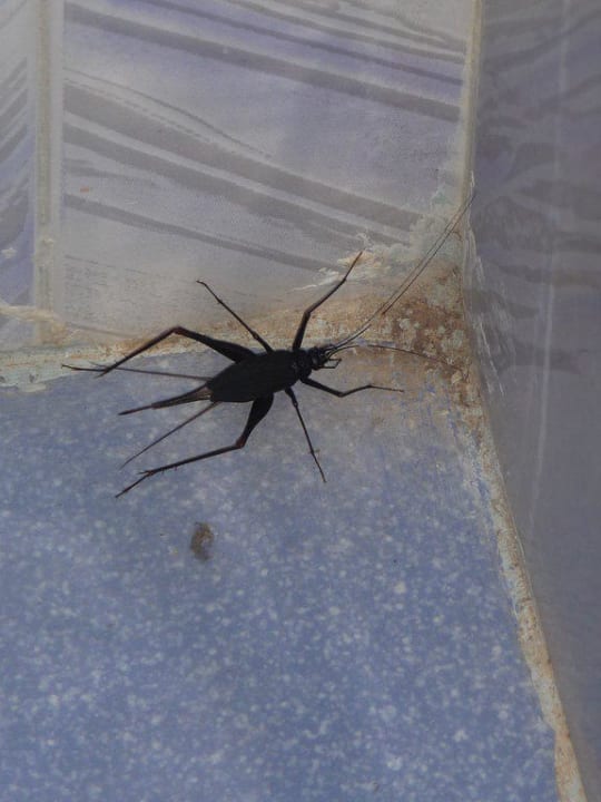 Eines von vielen großen Insekten im Zimmer Shanti Guest House