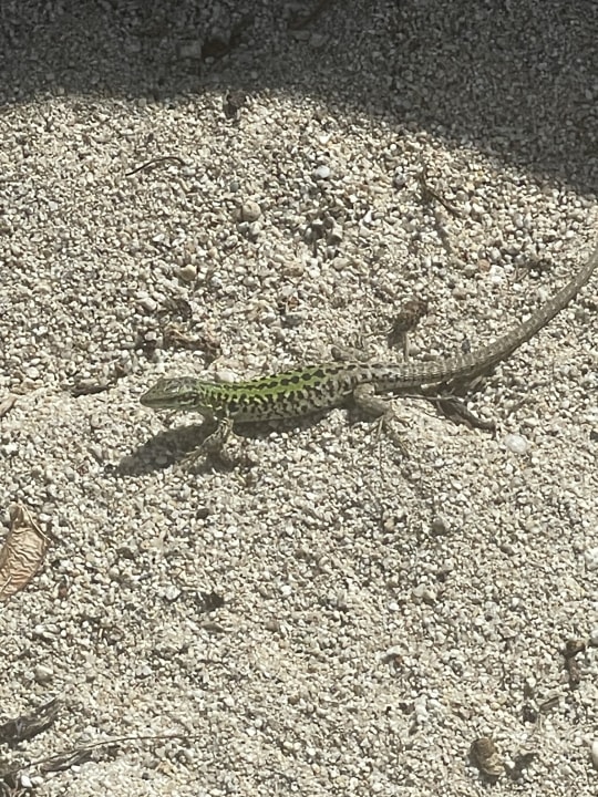 Strand Hotel Villaggio Il Gabbiano