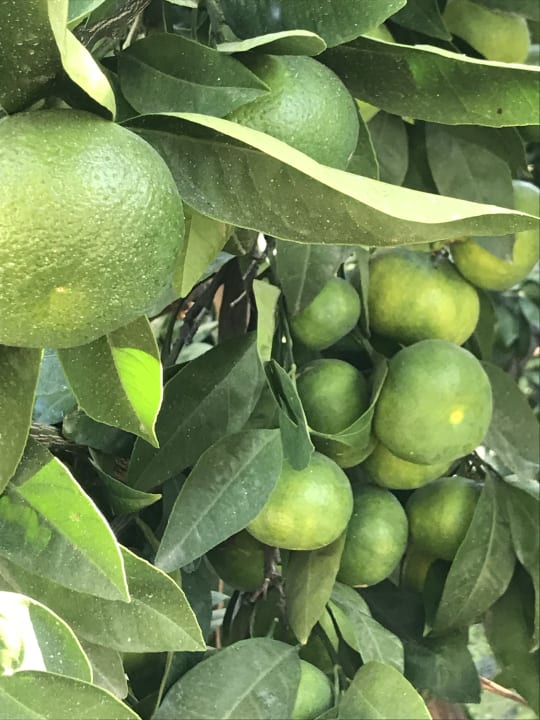 Gartenanlage Dogan Paradise Beach