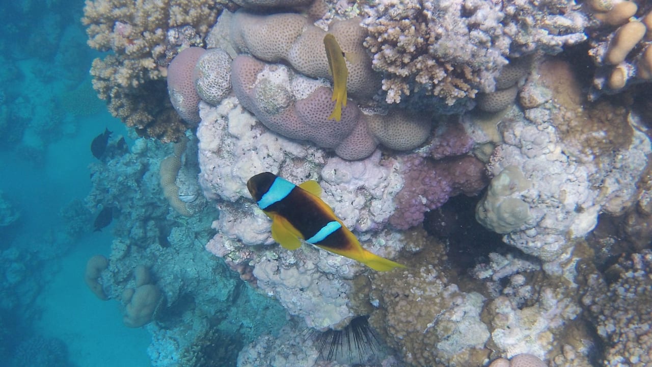 Grüße von Nemo Stella Garden Resort & Spa, Makadi Bay