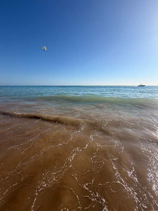 Strand Seashell Vega