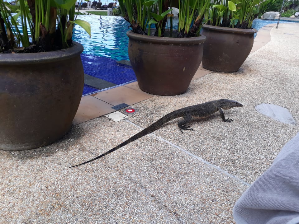 Pool Moracea by Khao Lak Resort