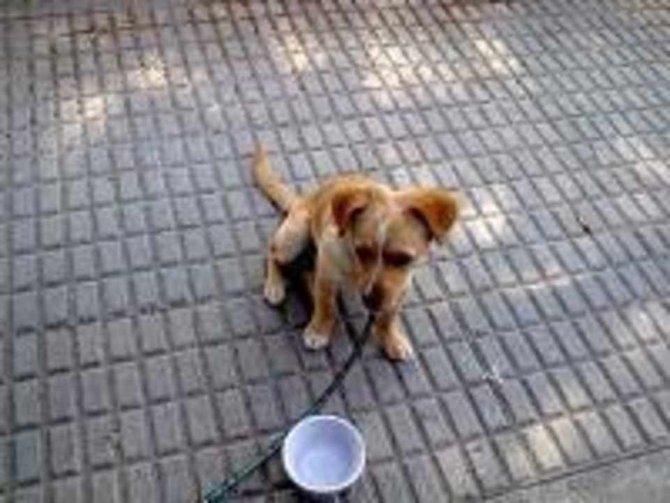 Se aceptan mascotas Hostal Río Mundo