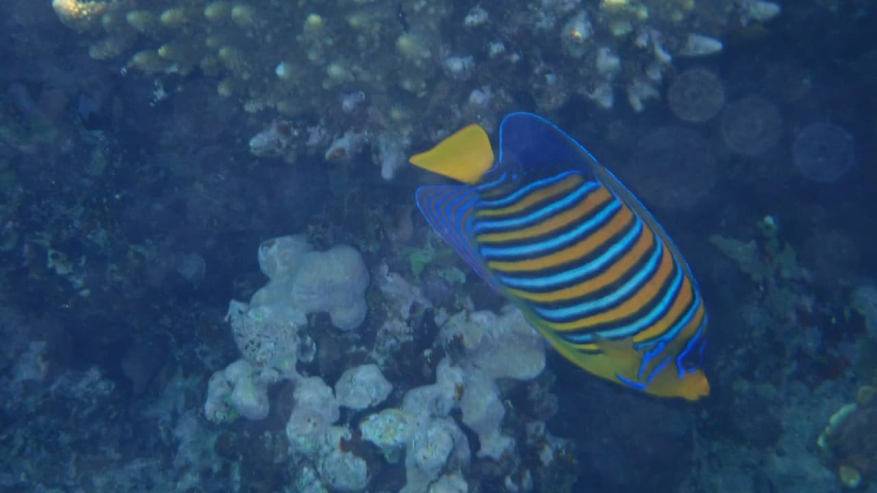 Sport & Freizeit Tropitel Sahl Hasheesh