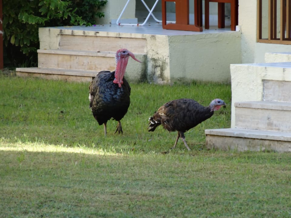 Gartenanlage VONRESORT Golden Beach