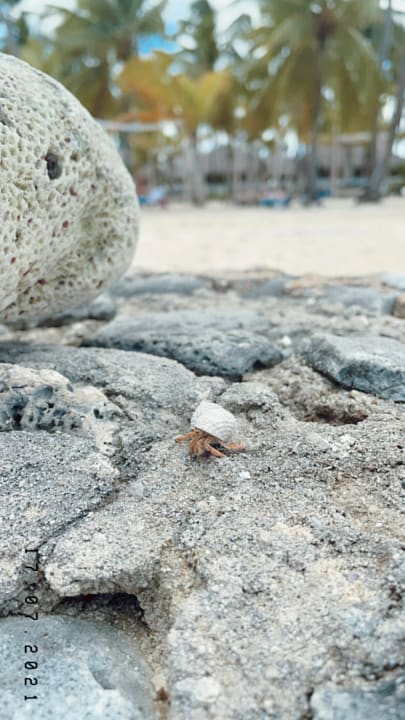 Strand Hotel Viva Dominicus Beach by Wyndham - All Inclusive Resort