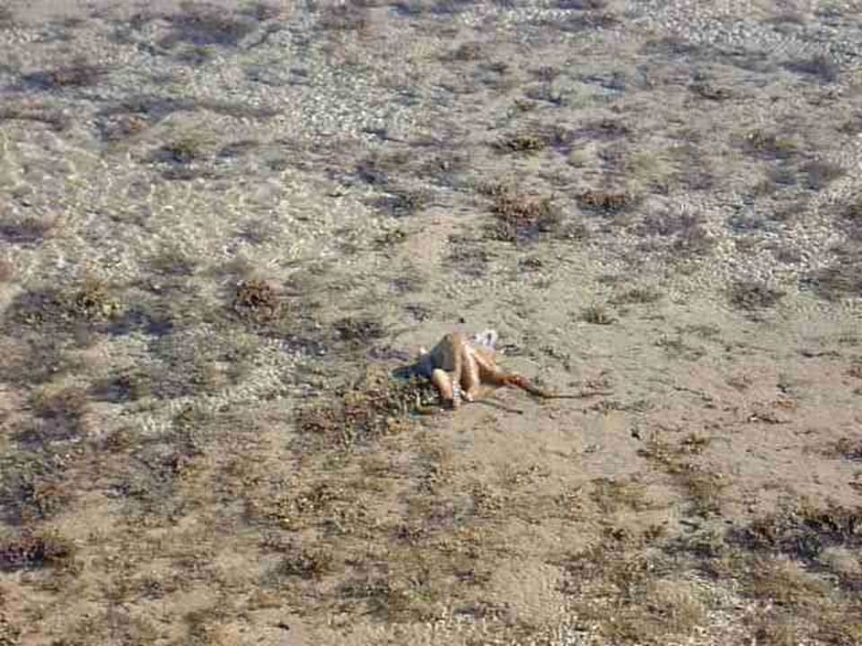 Verirrter Oktopus bei Ebbe Stella Garden Resort & Spa, Makadi Bay