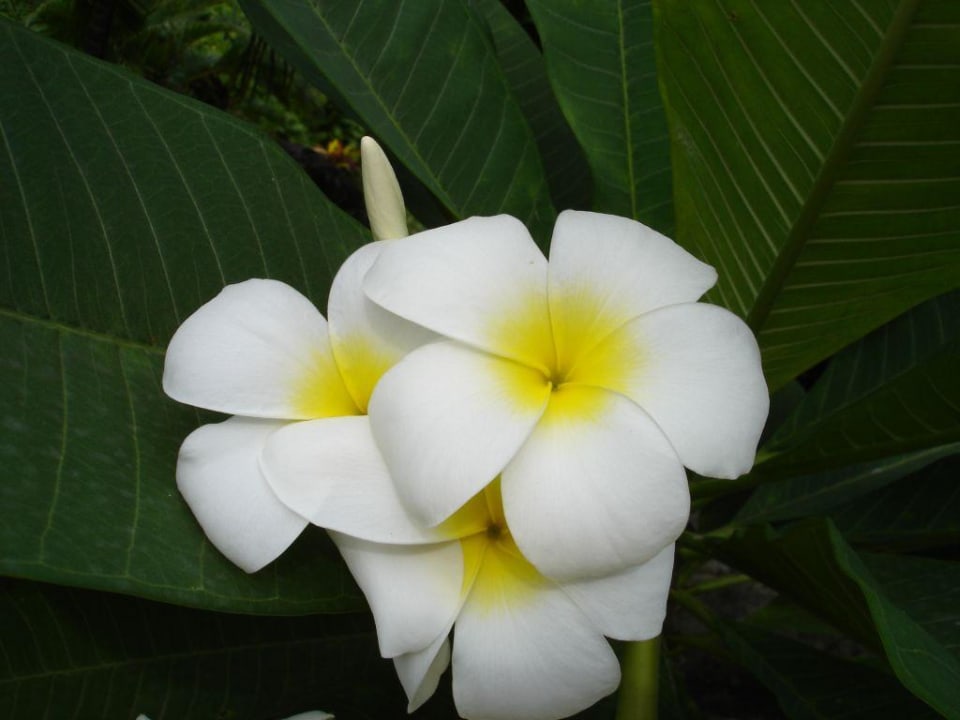 Garten Hotel Pointe Batterie Cottage-Villas