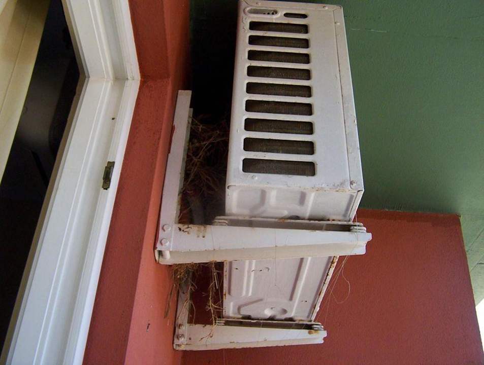 Gniazda ptasie w klimatyzacji Hotel Club Life Kizilot