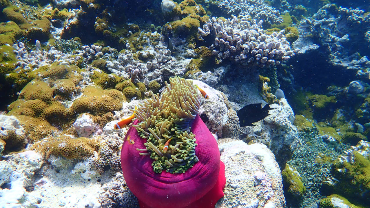 Sport & Freizeit Adaaran Select Meedhupparu Island Resort - Premium All Inclusive